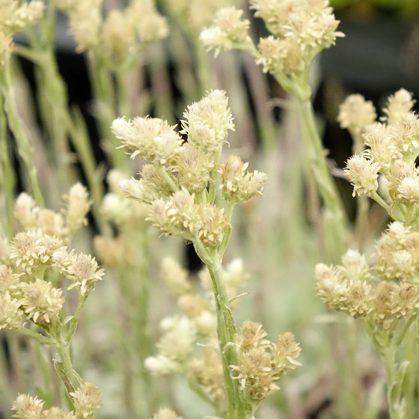 Antennaria dioica Borealis - Pied de Cha (Floraison)
