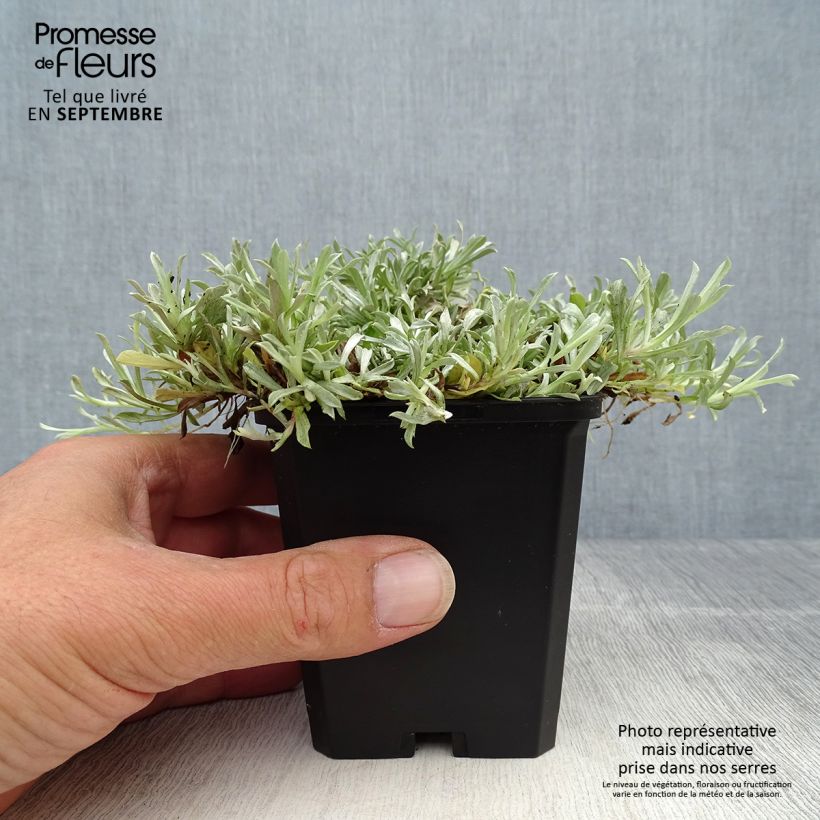 Spécimen de Antennaria dioica Rubra - Antennaire dioïque Godet de 8/9 cm tel que livré en automne