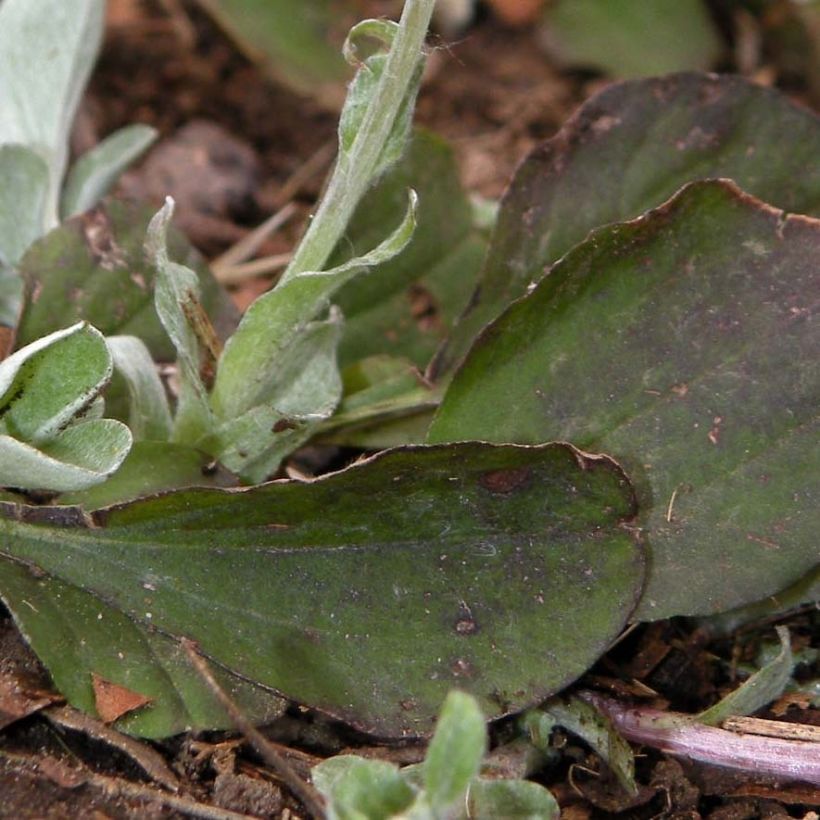 Antennaria plantaginifolia - Antennaire à feuilles de plantain (Feuillage)