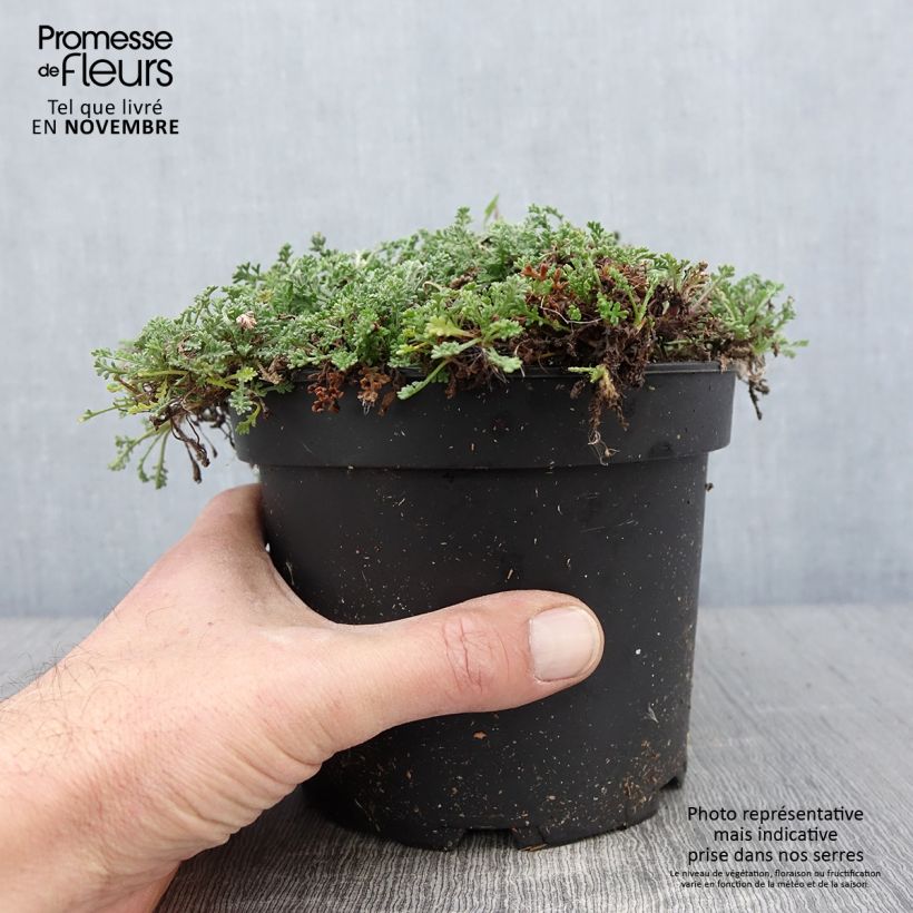Spécimen de Anthemis carpatica Karpatenschnee - Camomille des monts Carpates Karpatenschnee Pot de 2L/3L tel que livré en automne