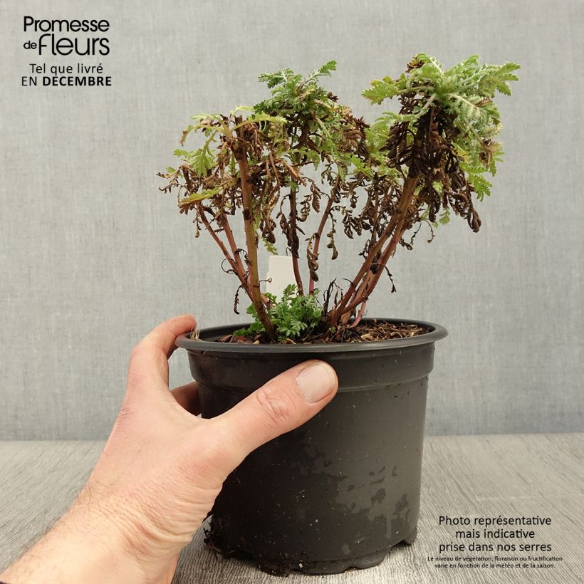 Spécimen de Anthemis tinctoria E.C. Buxton - Fausse Camomille Pot de 2L/3L tel que livré en automne