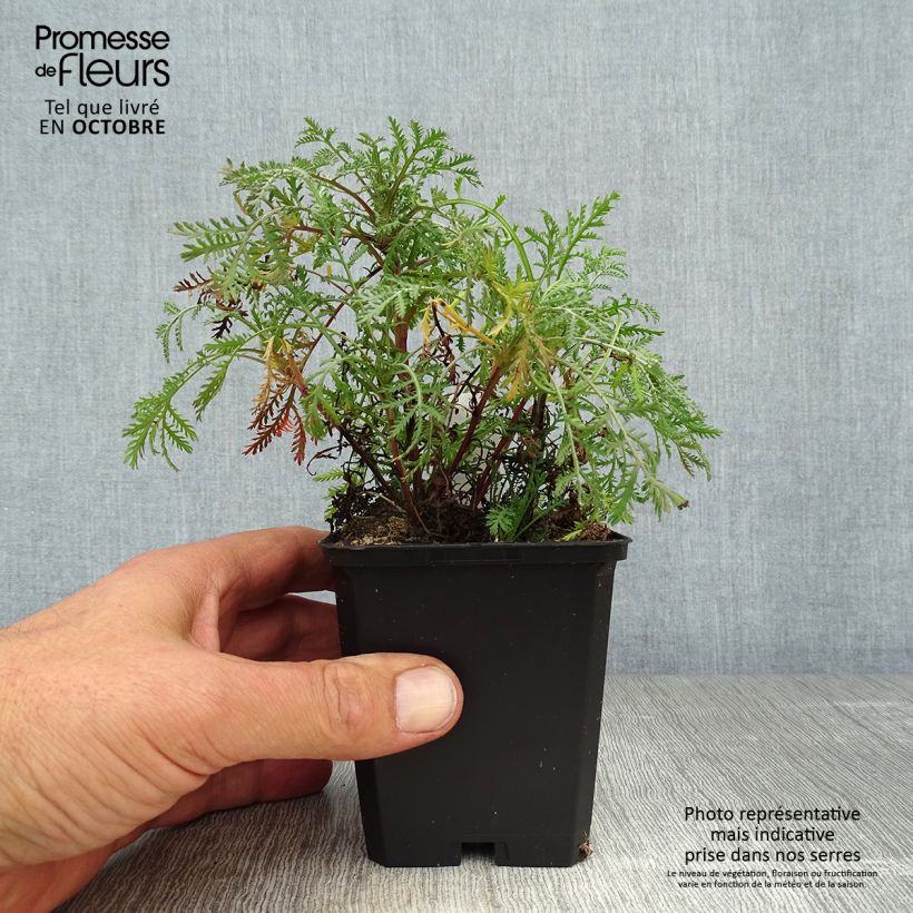 Spécimen de Anthemis tinctoria Kelwayi Godet de 8/9 cm tel que livré en automne