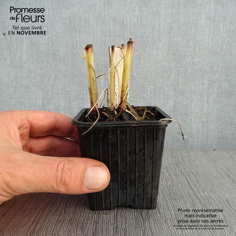 Spécimen de Anthericum saundersiae Starlight - Chlorophytum panaché Godet de 8/9 cm tel que livré en automne