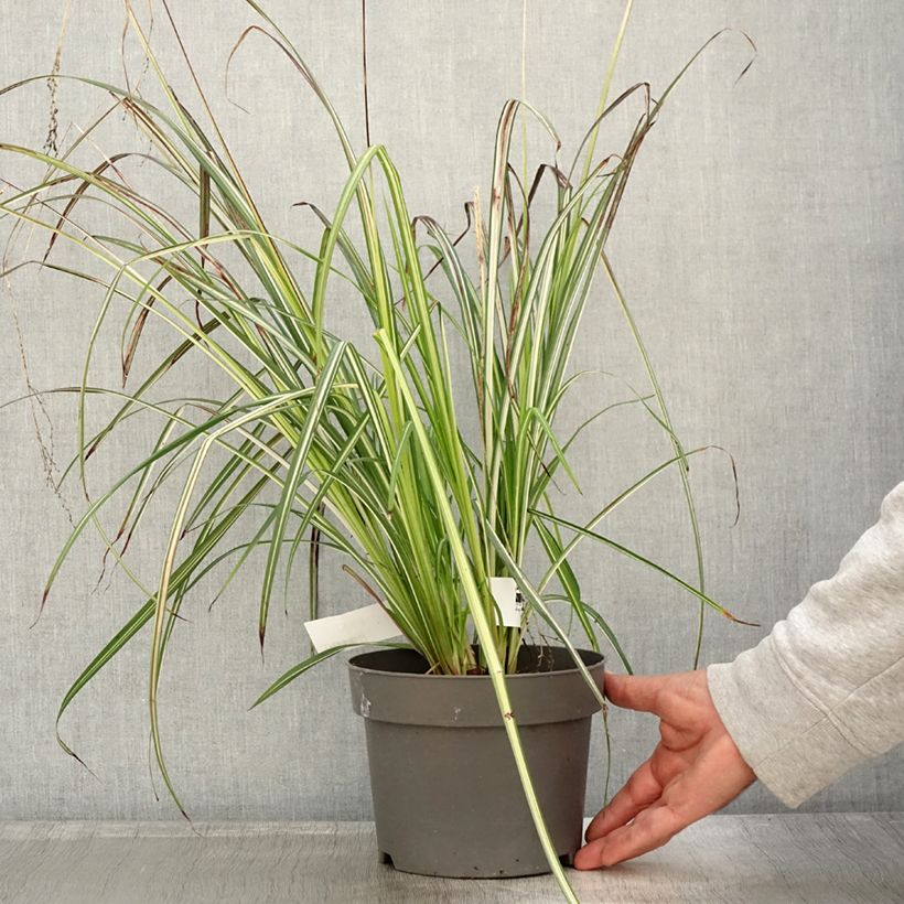 Spécimen de Anthericum saundersiae Starlight - Chlorophytum panaché Pot de 1,5L/2L tel que livré en automne