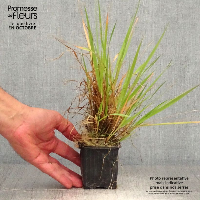Spécimen de Anthoxanthum odoratum - Flouve odorante Godet de 8/9 cm tel que livré en automne