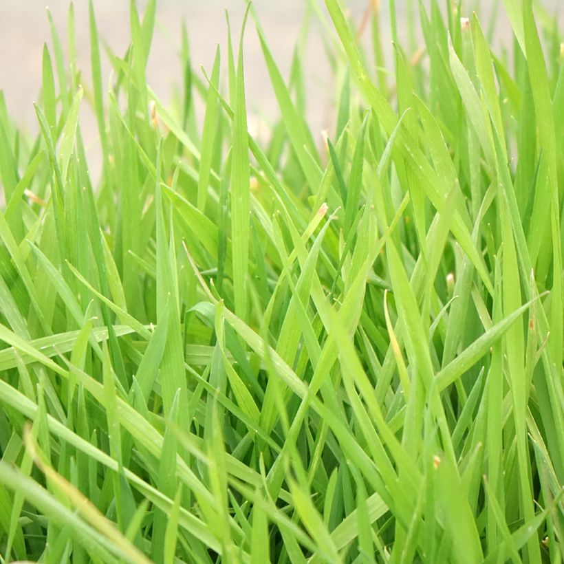 Anthoxanthum odoratum - Flouve odorante (Feuillage)