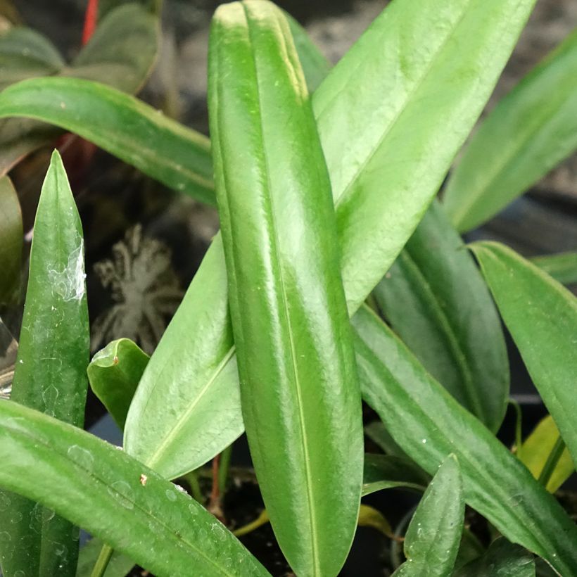 Anthurium bakeri (Feuillage)