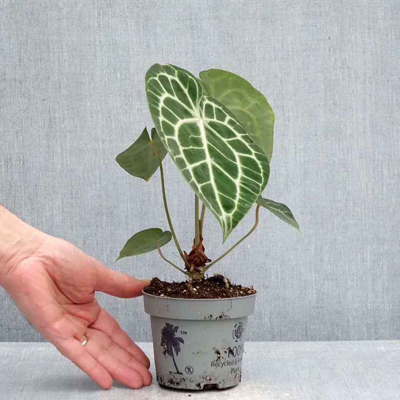 Anthurium clarinervium Vaso da Ø 12 cm / 13 cm esemplare consegnato in primavera
