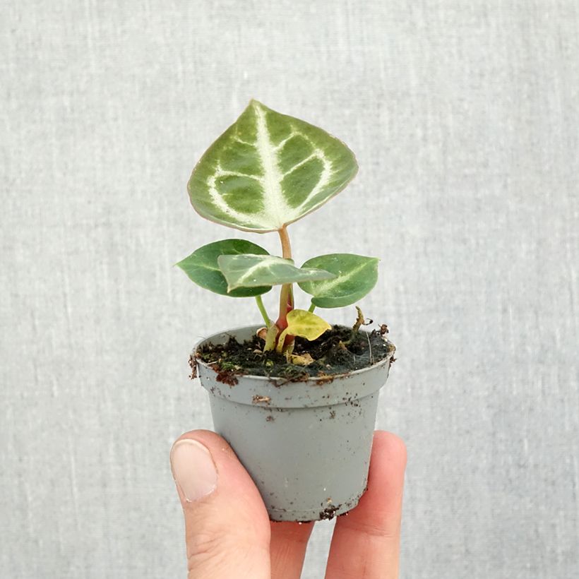 Spécimen de Anthurium Crystal Hope Mini-plante tel que livré en automne