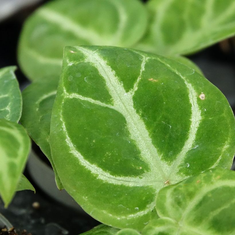 Anthurium Dorayaki x magnificum (Feuillage)