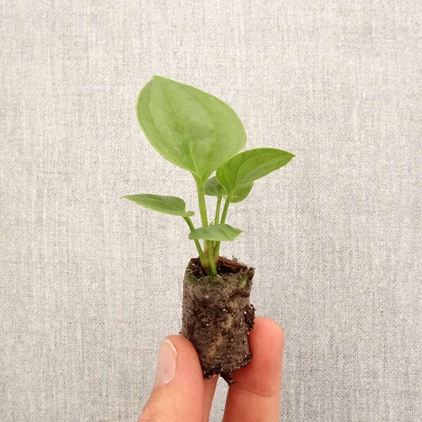 Spécimen de Anthurium jenmanii Green Jady Mini-plante tel que livré au printemps