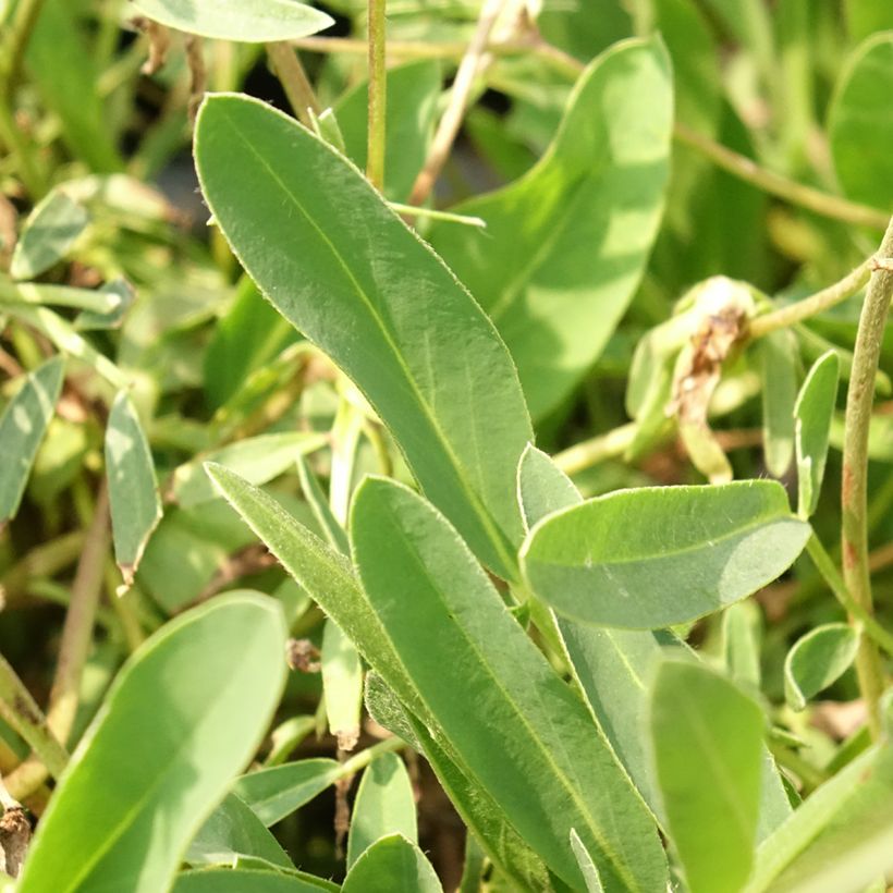 Anthyllis vulneraria var. coccinea, Vulnéraire (Feuillage)