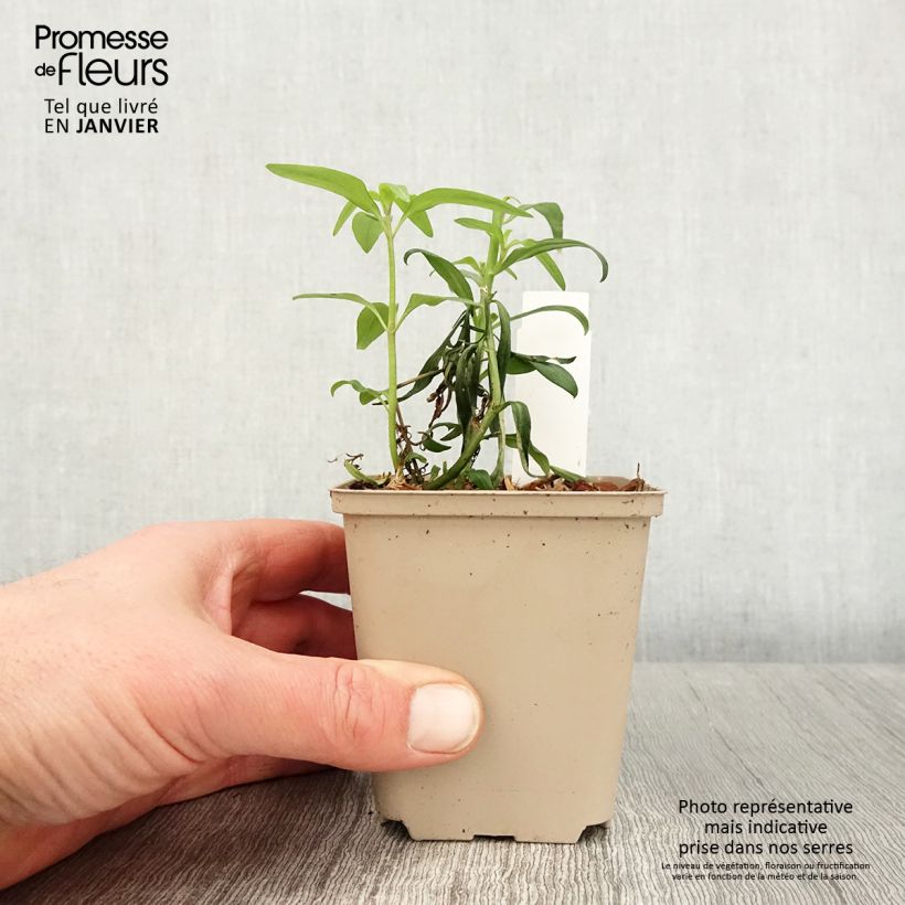 Spécimen de Antirrhinum majus Pretty in Pink - Muflier vivace Godet de 8/9 cm tel que livré en hiver