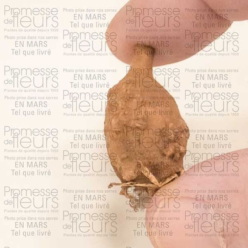 Exemple de spécimen de Glycine tubereuse - Apios americana Bulbe tel que livré