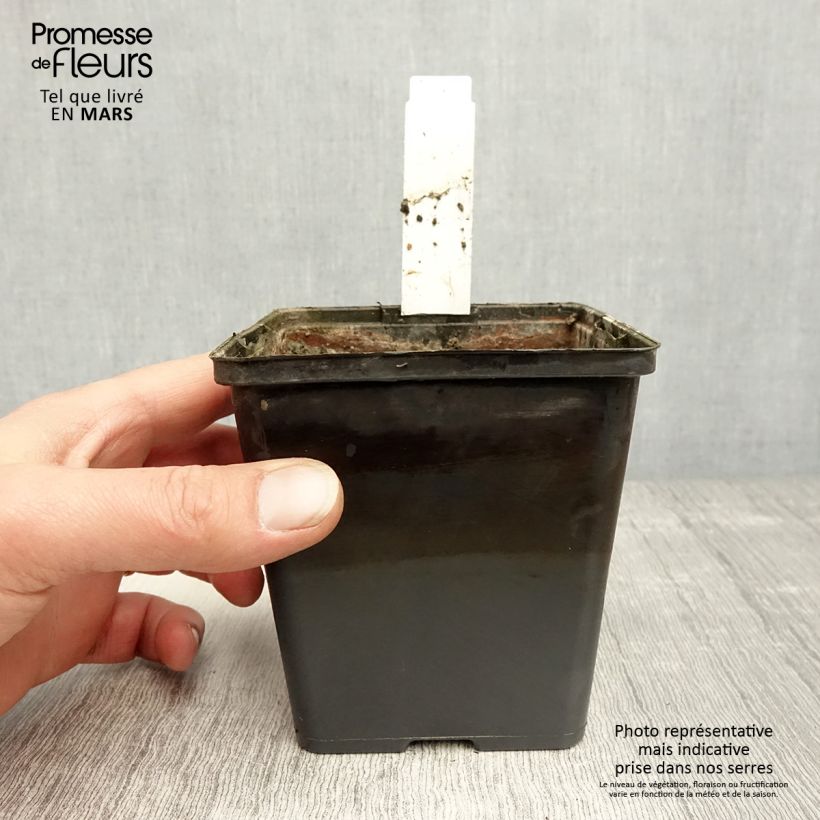 Amostra de Aponogeton distachyos Vaso de 8/9 cm tal como entregue na primavera