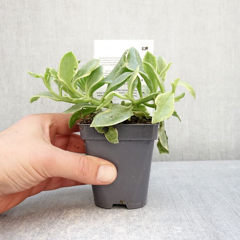 Spécimen de Aptenia cordifolia Variegata - Ficoide à feuilles en coeur Godet de 8/9 cm tel que livré en hiver