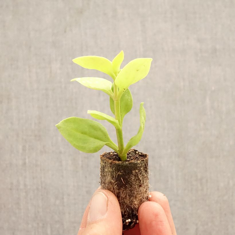 Spécimen de Aptenia Golden Cascade - Ficoide à feuilles en coeur Mini-motte Ø 3/4 cm tel que livré au printemps