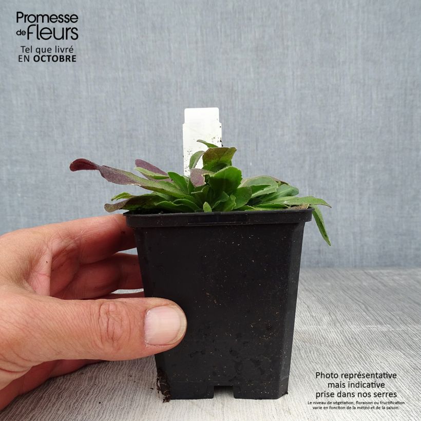 Spécimen de Arabis blepharophylla Frühlingzauber - Arabette de Californie Godet de 8/9 cm tel que livré en automne