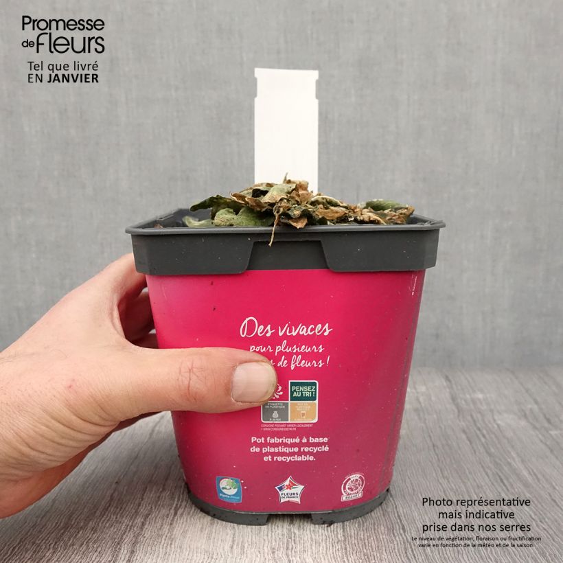 Spécimen de Arabis blepharophylla Pot de 2L/3L tel que livré en hiver
