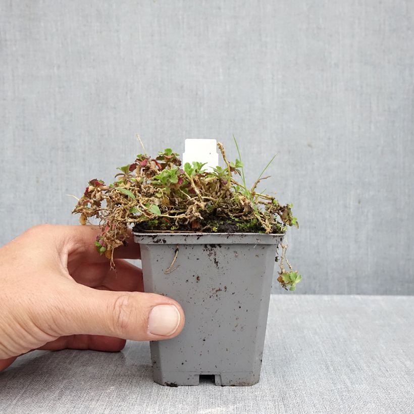 Spécimen de Arabis caucasia Rosea - Arabette du Caucase Godet de 8/9 cm tel que livré en automne