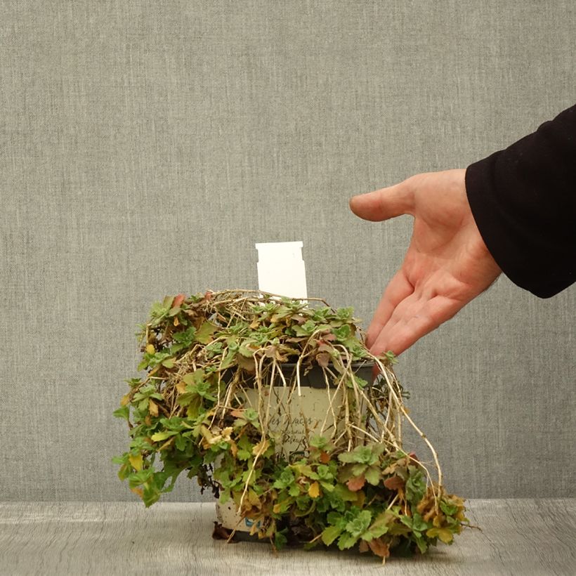 Spécimen de Arabis caucasica Alabaster Pot de 2L/3L tel que livré en automne