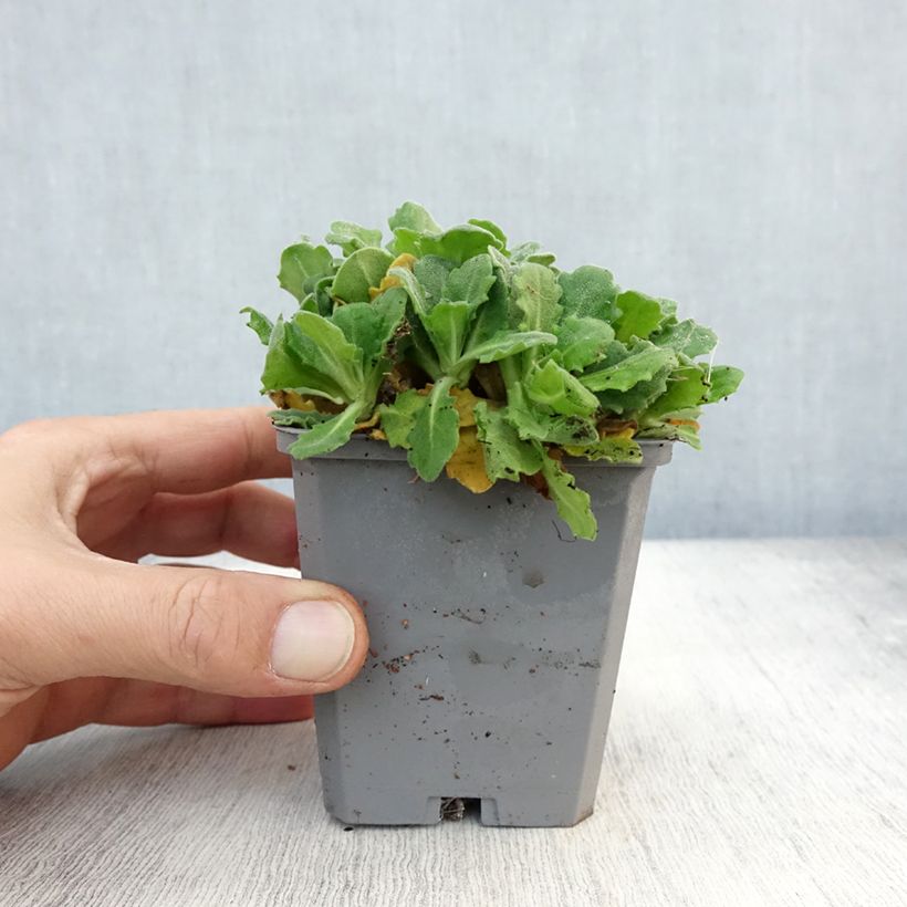 Spécimen de Arabis caucasica Plena - Corbeille d'argent Godet de 7/8 cm tel que livré en automne
