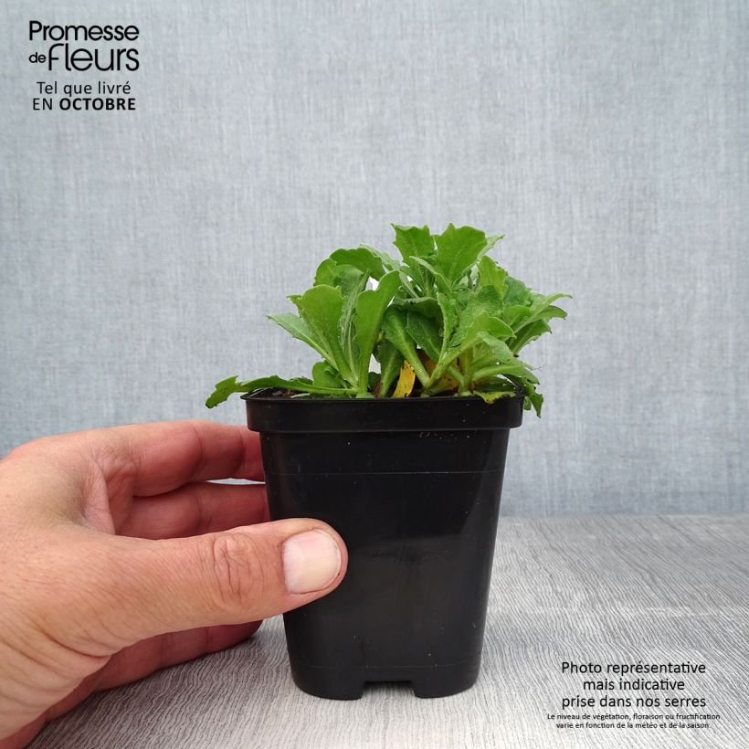 Spécimen de Arabis caucasica Snowcap (Schneehaube) Godet de 8/9 cm tel que livré en automne