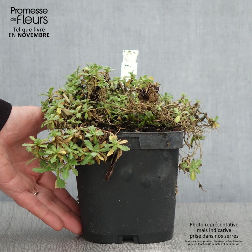 Spécimen de Arabis caucasica Snowcap (Schneehaube) Pot de 2L/3L tel que livré en automne