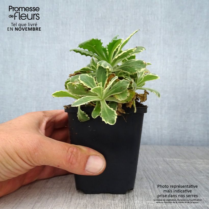 Spécimen de Arabis caucasica Variegata Godet de 8/9 cm tel que livré en automne