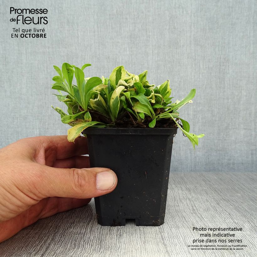 Spécimen de Arabis ferdinandi coburgii Variegata - Corbeille d'argent Godet de 8/9 cm tel que livré en automne