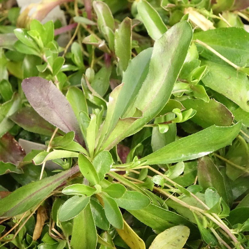 Arabis procurrens Neuschnee - Corbeille d'argent (Feuillage)