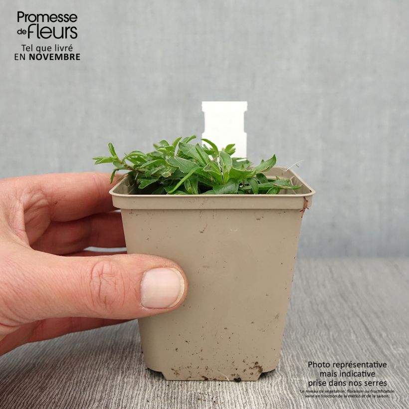 Spécimen de Arabis suendermannii - Corbeille d'argent Godet de 8/9 cm tel que livré en automne