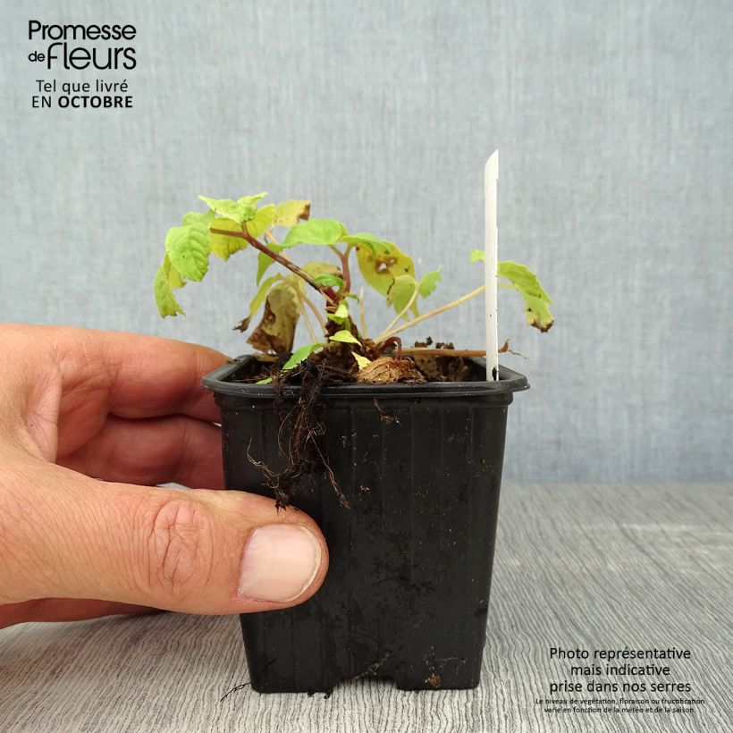 Spécimen de Aralia cordata Sun King - Aralie dorée Godet de 8/9 cm tel que livré en automne
