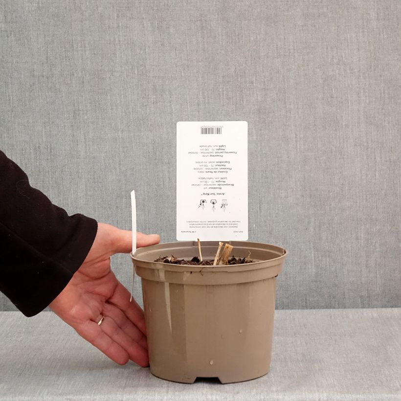 Spécimen de Aralia cordata Sun King - Aralie dorée Pot de 2L/3L tel que livré au printemps