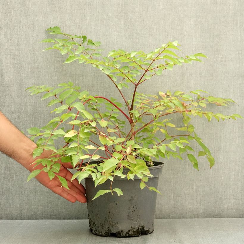 Spécimen de Aralia elata - Angélique en arbre du Japon Pot de 3L/4L tel que livré en été
