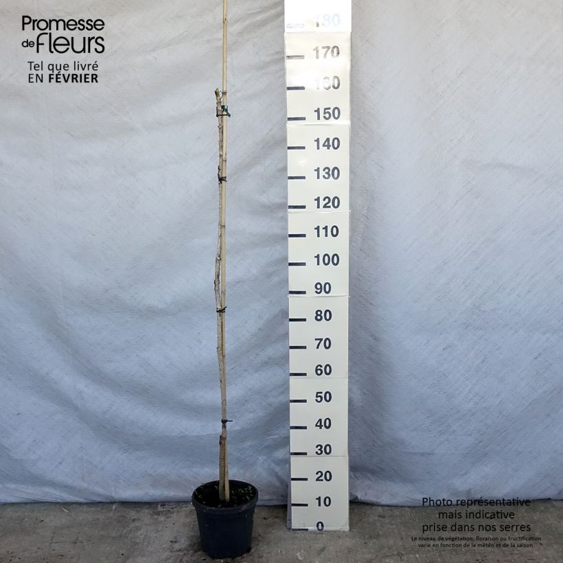 Spécimen de Aralia elata - Angélique en arbre du Japon Pot de 3L/4L tel que livré en hiver