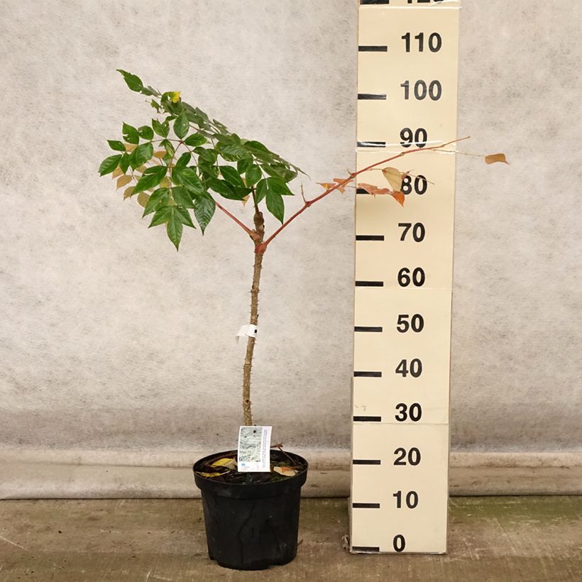 Spécimen de Aralia elata Golden Umbrella - Angélique en arbre Pot de 7,5L/10L tel que livré en automne