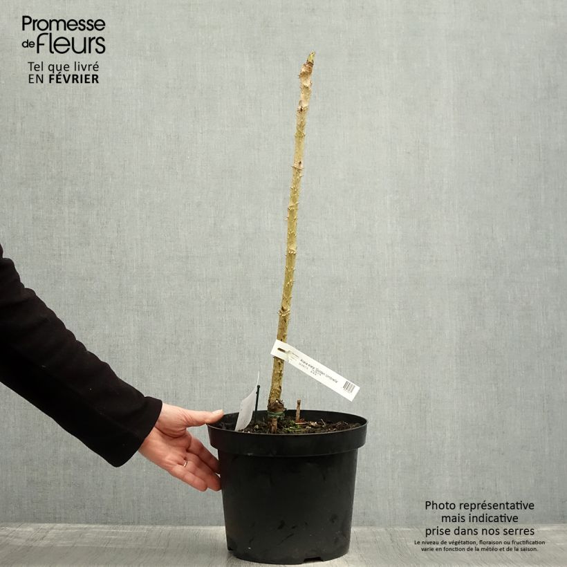 Spécimen de Aralia elata Golden Umbrella - Angélique en arbre Pot de 7,5L/10L tel que livré en hiver