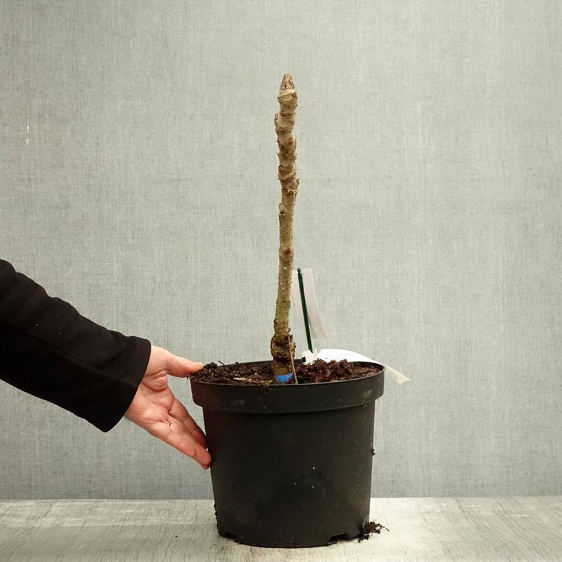 Spécimen de Aralia elata Silver Umbrella (Variegata) - Angélique en arbre Pot de 7,5L/10L tel que livré en automne