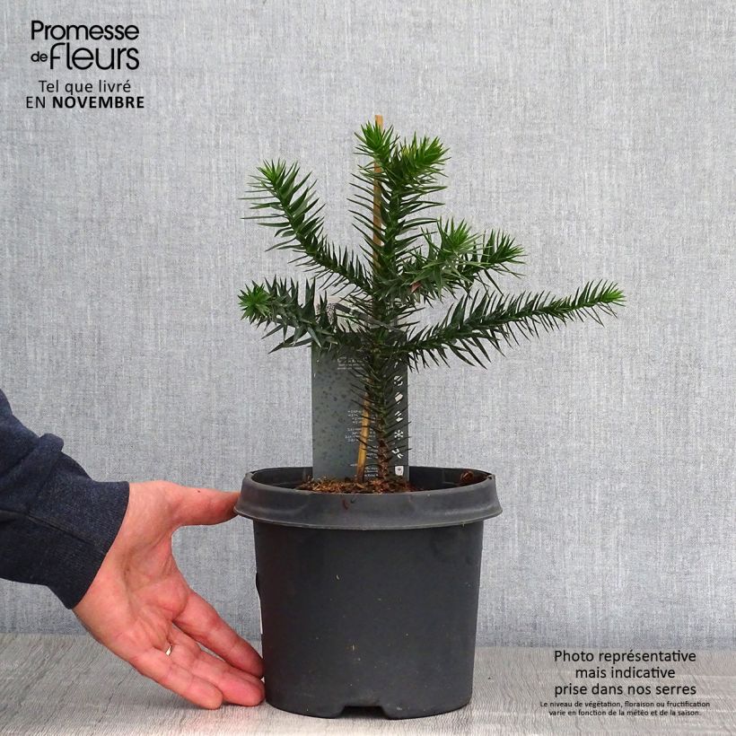 Spécimen de Araucaria araucana (imbricata) - Désespoir des singes Pot de 3L/4L tel que livré en automne