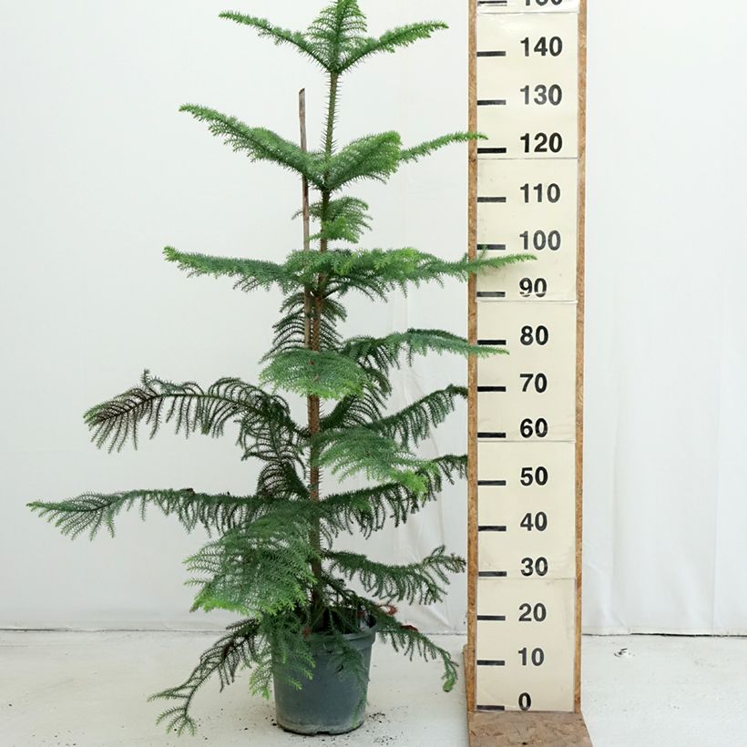 Spécimen de Araucaria heterophylla - Pin de Norfolk Pot de 7,5L/10L tel que livré en automne