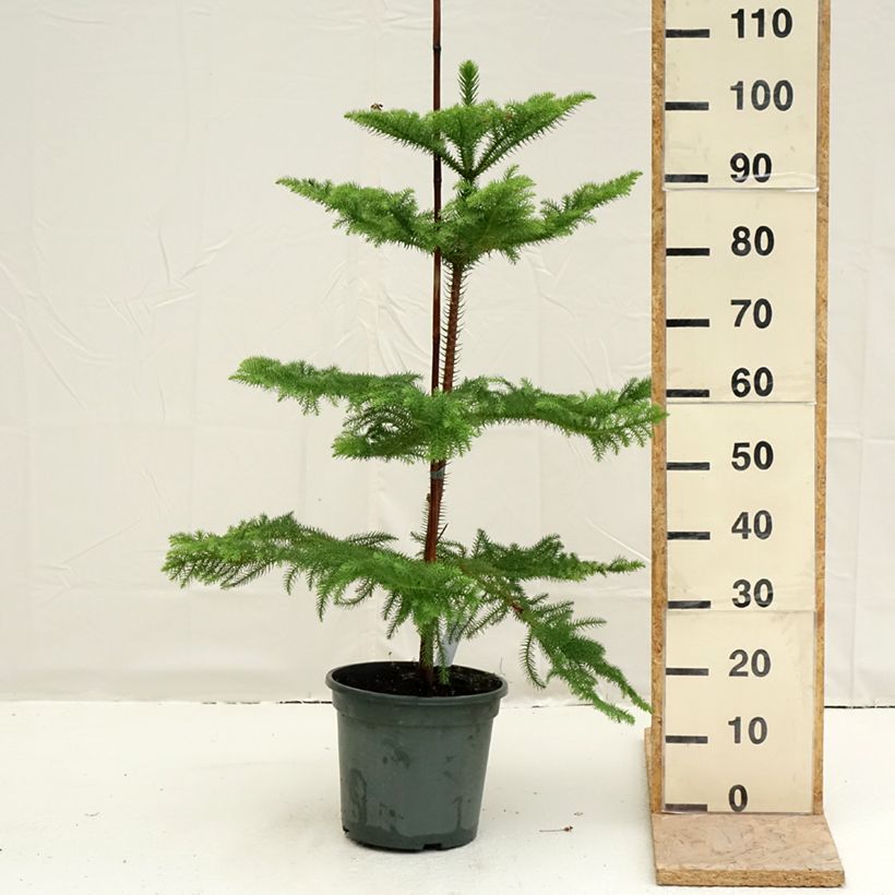 Spécimen de Araucaria heterophylla - Pin de Norfolk Pot de 7,5L/10L tel que livré au printemps