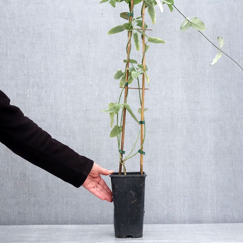 Spécimen de Araujia sericifera Pink - Plante cruelle Pot de 2L/3L tel que livré en hiver