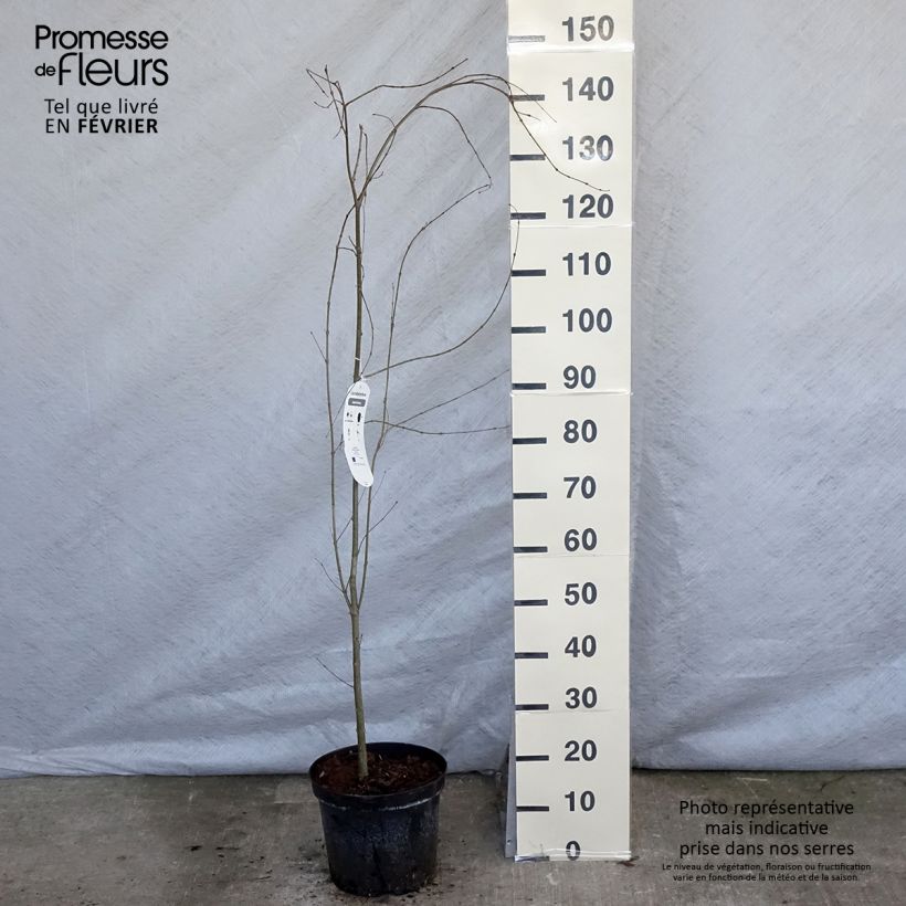 Spécimen de Arbre à caramel - Cercidiphyllum japonicum Pot de 7,5L/10L tel que livré en hiver