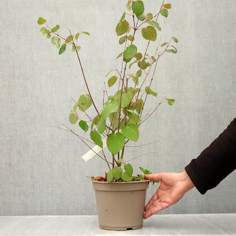 Spécimen de Arbre à caramel nain - Cercidiphyllum japonicum Râ Pot de 4L/5L tel que livré en automne