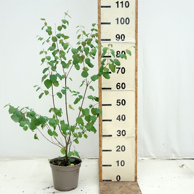 Spécimen de Arbre à caramel nain - Cercidiphyllum japonicum Râ Pot de 4L/5L tel que livré au printemps