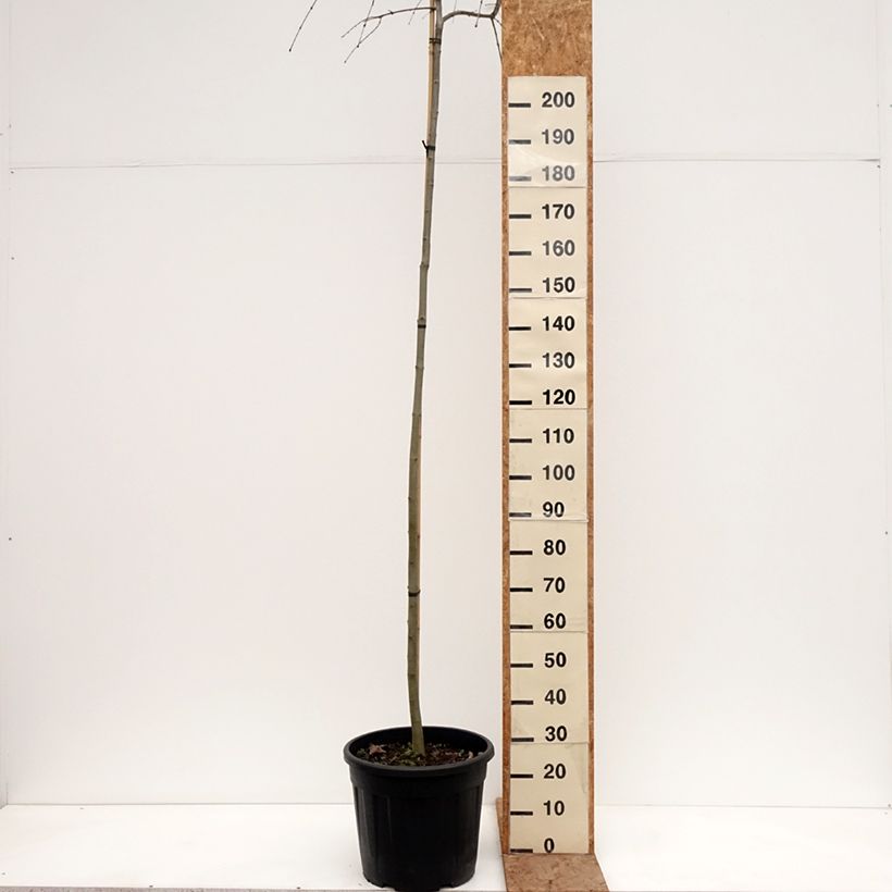 Spécimen de Arbre à caramel pleureur - Cercidiphyllum japonicum Morioka Weeping Pot de 30L/35L, Tige, Tige 6/8 tel que livré en hiver