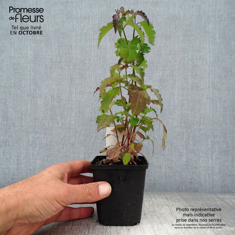 Spécimen de Arbre aux faisans - Leycesteria formosa Godet de 8/9 cm tel que livré en automne
