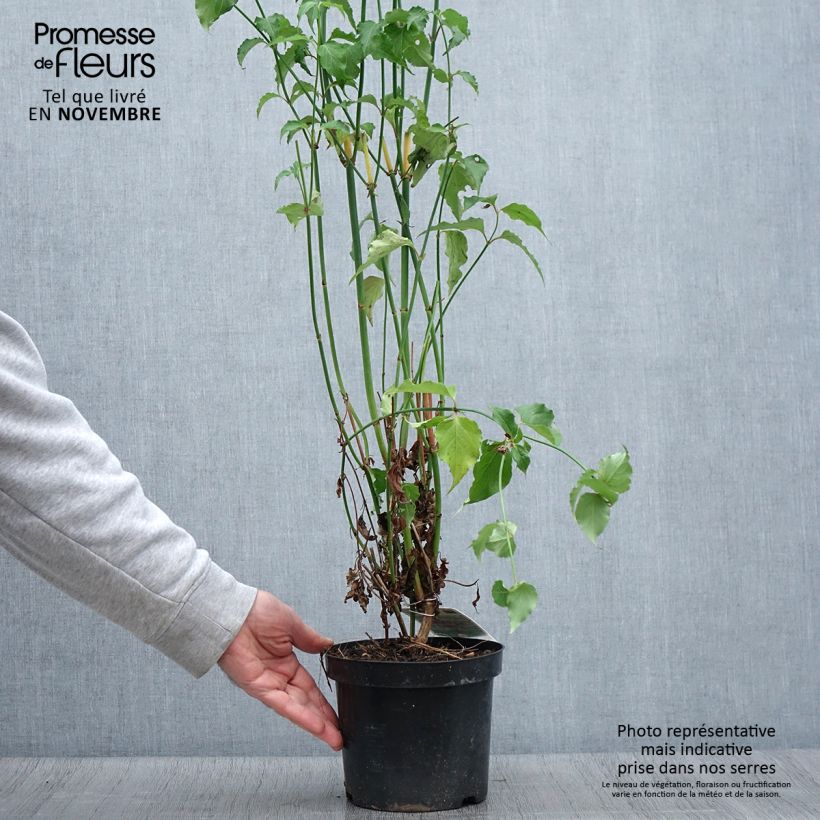 Spécimen de Arbre aux faisans - Leycesteria formosa Pot de 2L/3L tel que livré en automne