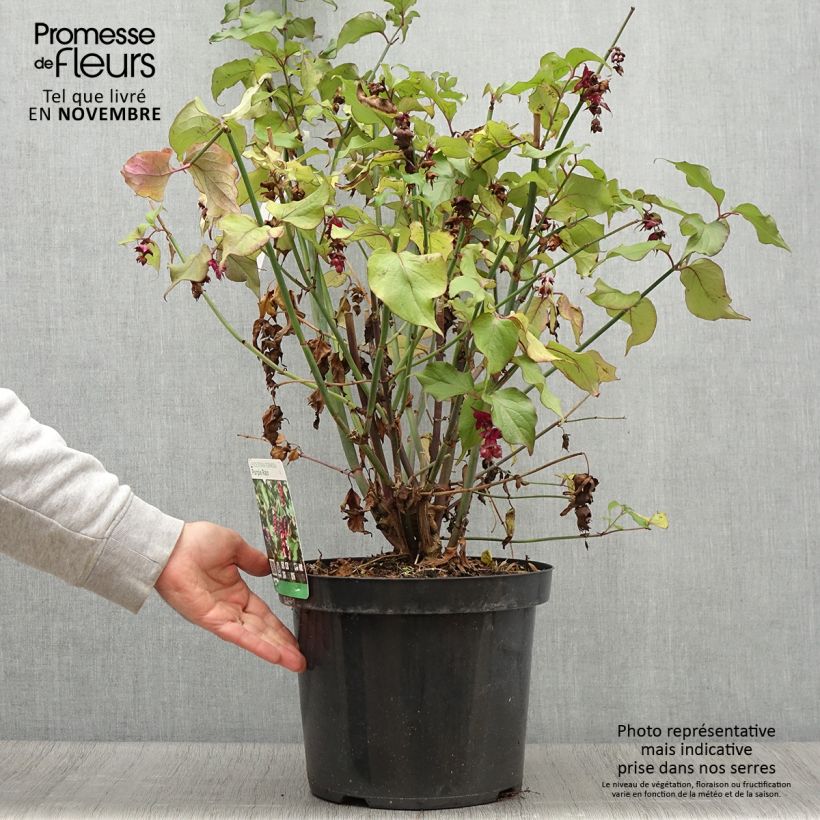 Spécimen de Arbre aux faisans Purple Rain Pot de 7,5L/10L tel que livré en automne